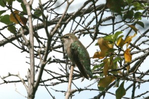 Anna's Hummingbird3