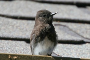 Black Phoebe1