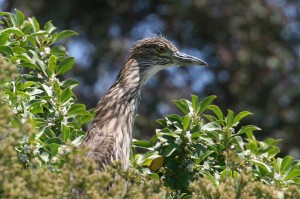 Black-crowned Night-Heron7