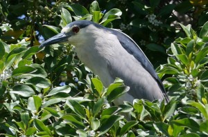 Black-crowned Night-Heron9