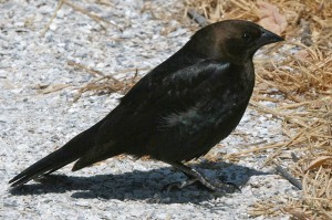 Brown_headed Cowbird1