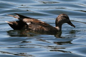 Gadwall1