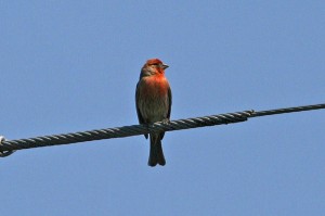 House Finch1