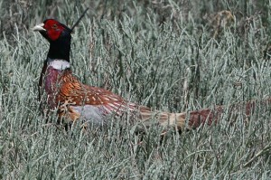 Ring-necked Pheasant1