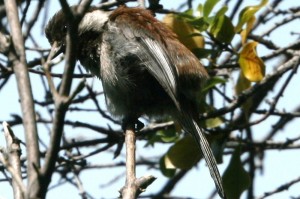 chestnut-backed-chickadee3