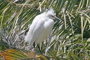 snowy_egret7