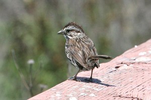 song-sparrow2[1]