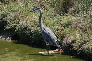 American-Great-Blue-Heron1