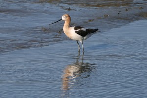 Avocet1