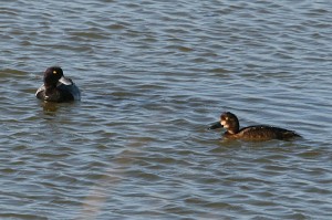 Greater-Scaup1