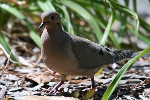 Mourning Dove6