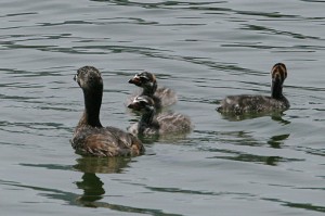 Pied-billed-Grebe2