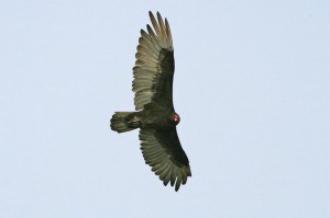 Turkey Vulture3