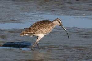 Whimbrel2