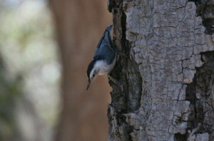 White-breasted Nuthatch2