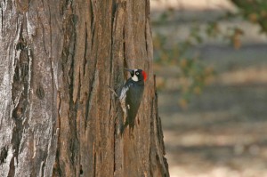 acorn_woodpecker4