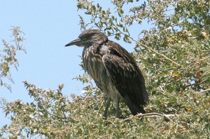 black-crowned-night-heron1