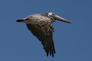 brun-pelican1