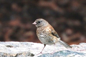 dark-eyed-junco2