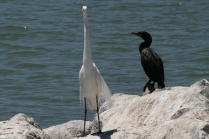 great-egret4