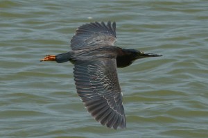 green-heron2