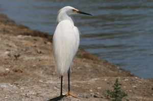 snowy-egret2