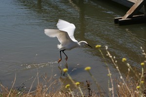 snowy-egret5