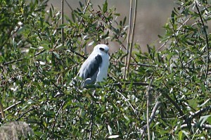 white-tailed-kite3