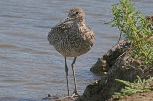 willet1