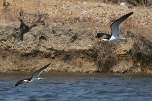 black-skimmer2