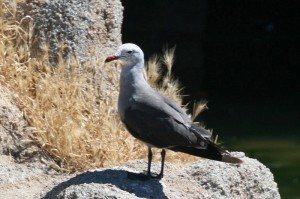 heermann's-gull1