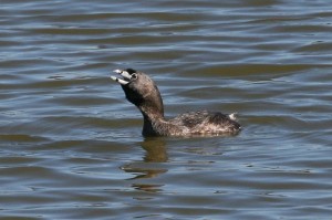 pied-billed-grebe1