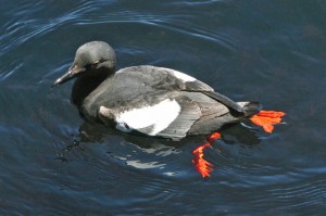 pigeon-guillemot1