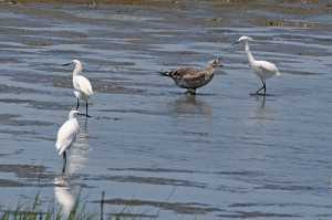 snowy_egret4