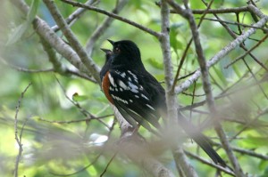 spotted-towhee4