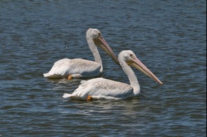 white_pelican1