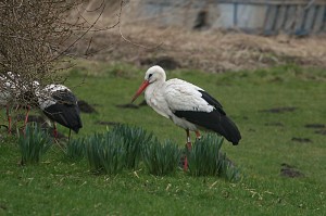 white-stork1