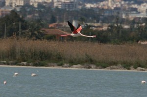 img_1589_storre-flamingo555