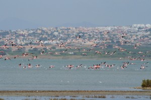 img_1894_storre-flamingo123