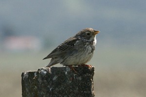 corn-bunting1