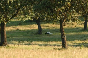 img_2453_vit-stork1