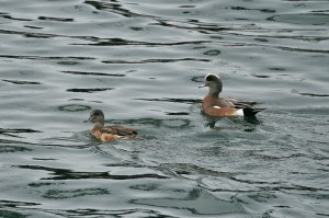 American Wigeon1