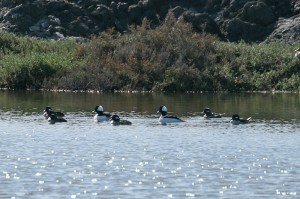 Buffelhead2