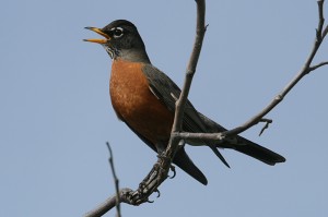 american-robin2