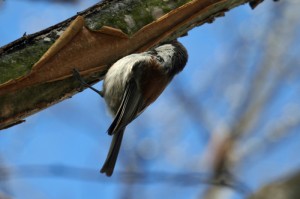 chestnut-backed-chickadee1