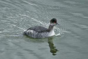 eared-grebe2