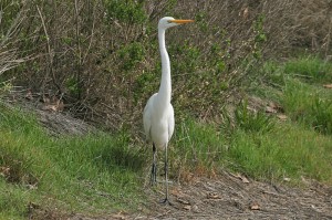 great-egret1