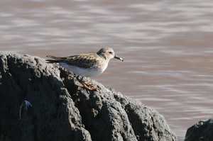 least-sandpiper1