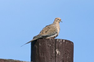 mourning-dove1