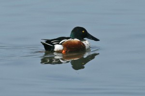 northern-shoveler1